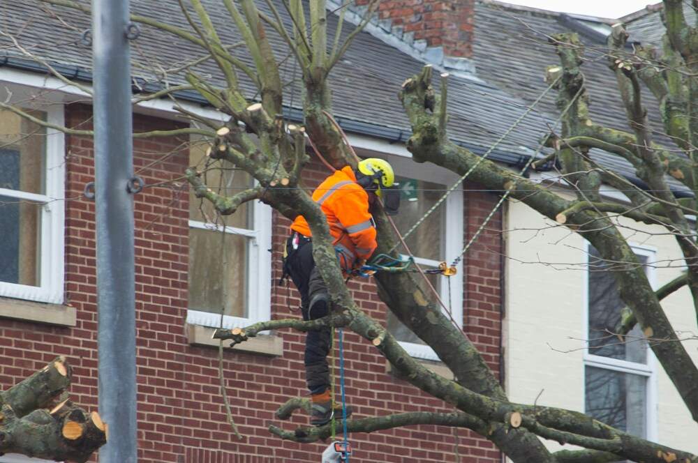 Tree Surgeon in Ilminster cover image